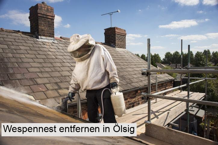 Wespennest entfernen in Ölsig